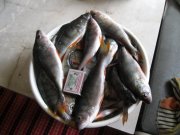 IMG_0141.jpg
