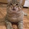 КотШурык
