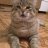 КотШурык