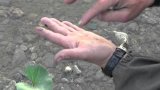 Добывание берёзового дёгтя для использования в качестве репелента