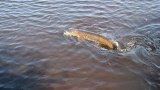 отчёт о спининговой рыбалки  ! :)