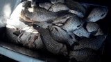 Карась на зорьке , соска , донка , макушатник