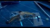 Снасть_Креветка из Китая,Окунь,Судак,Щука