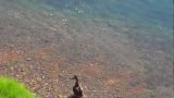 Атака щуки, нападение на утку (Attack of the pike, an attack on a duck).mp4