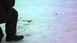 За колючим ершем