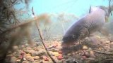 Карп под водой
