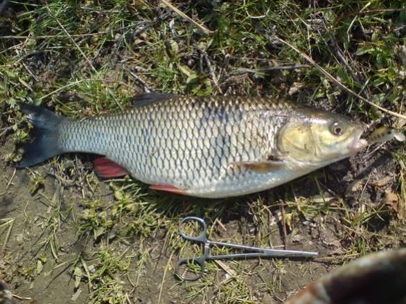 На течении и перекате из кренков,фавориты от ZipBaits-Hickory SSR