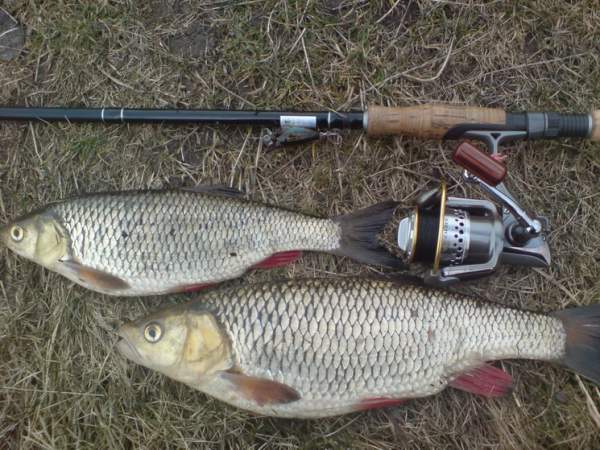 Голавли на 1.2 кг и 850гр,воблер Megabass  Baby Griffon