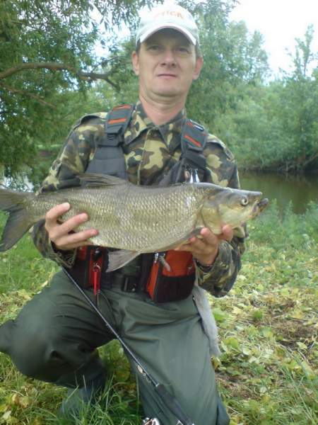 Рекордный мой Жерех 3.5 кг.Снасть У.Л. Спиннинг Shimano Diaflach 2.28L-S, 0.6-7.0gr+катушка...