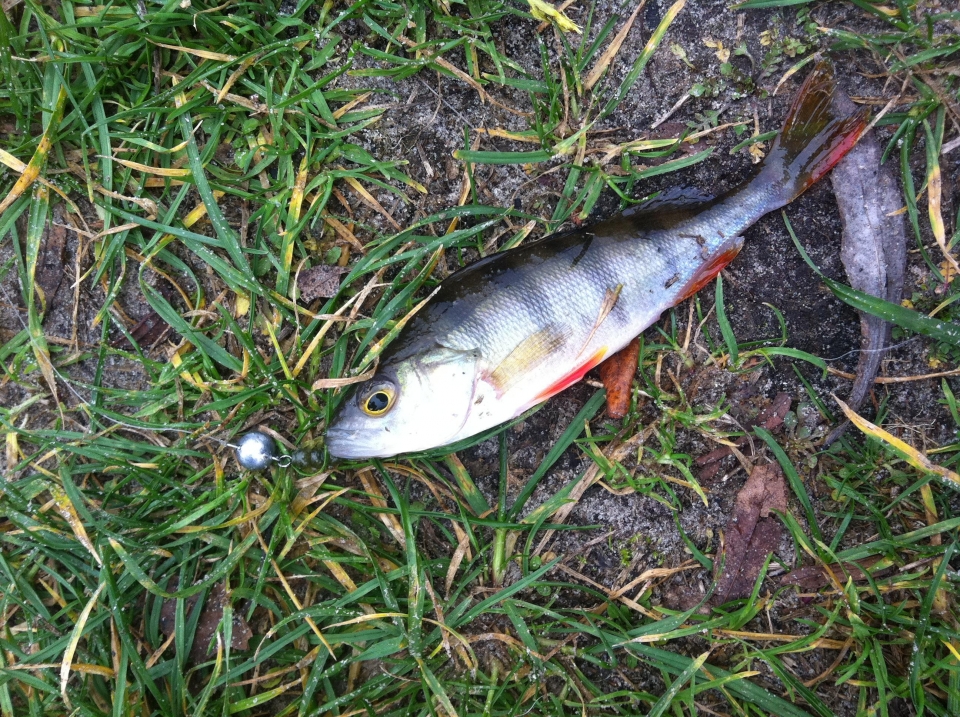 bait breath bugsy