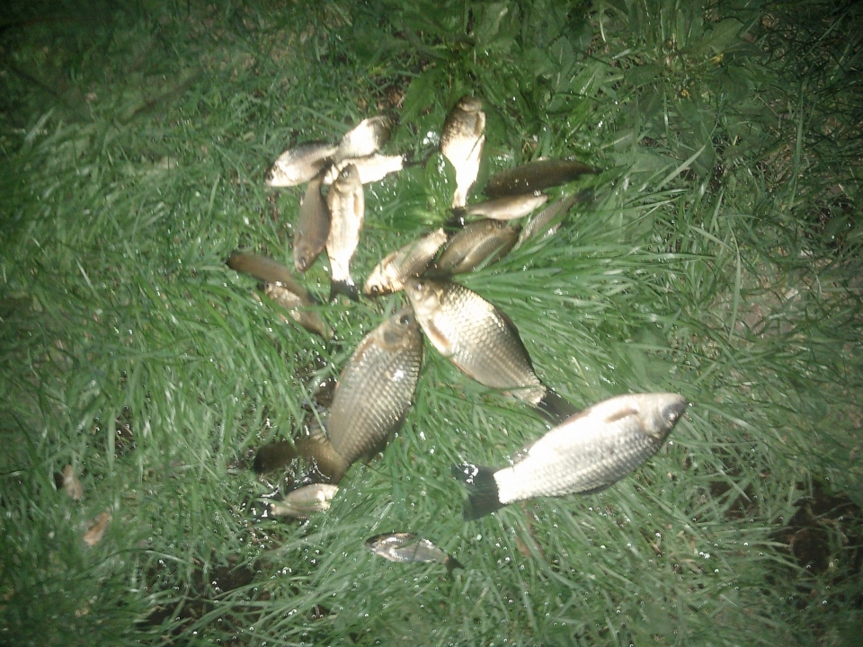 Ловля карася ---- огромное удовольствие!))