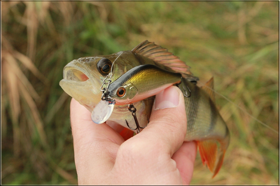Zip Baits Khamsin