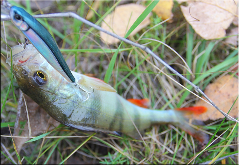 Zip Baits Rigge 70F<br />
Дальний заброс,хорошо управляемый твич.Пока только окушки