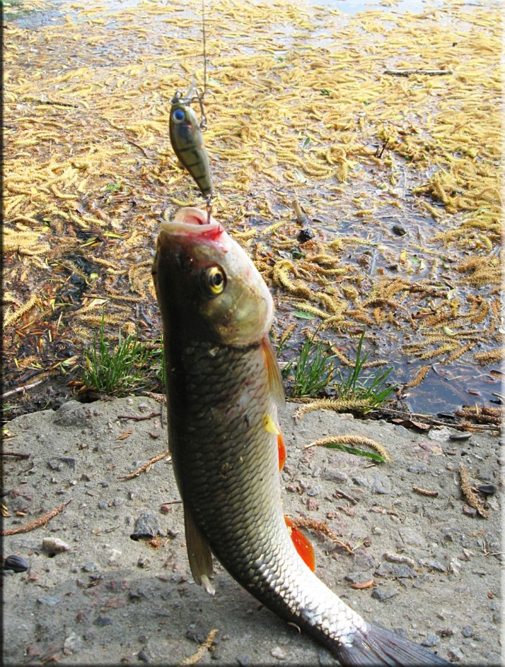 Zip Baits Rigge 35F,головли,окушки