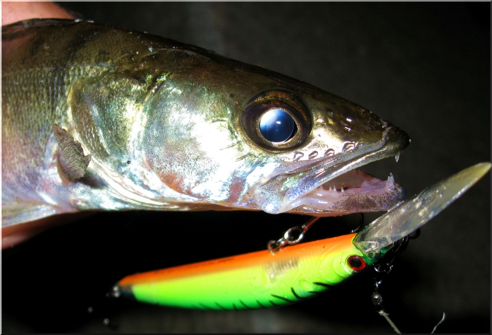 Daiwa Td Double Clutch