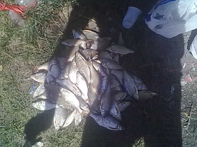 Тараньки было море и море пива