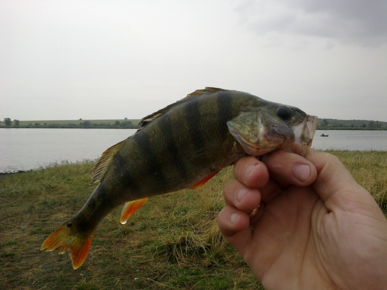 Макорты