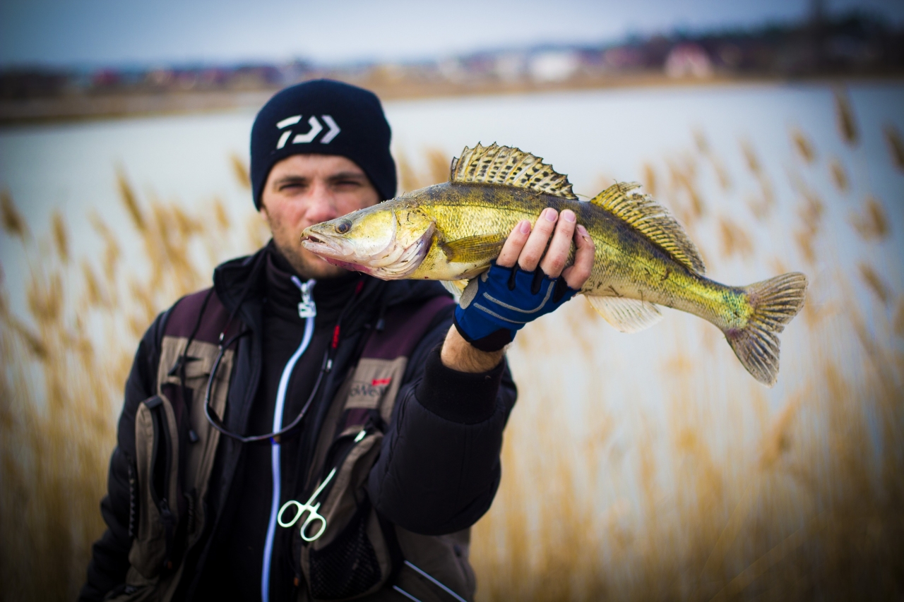 Судак 1.450кг на Ридж 90F