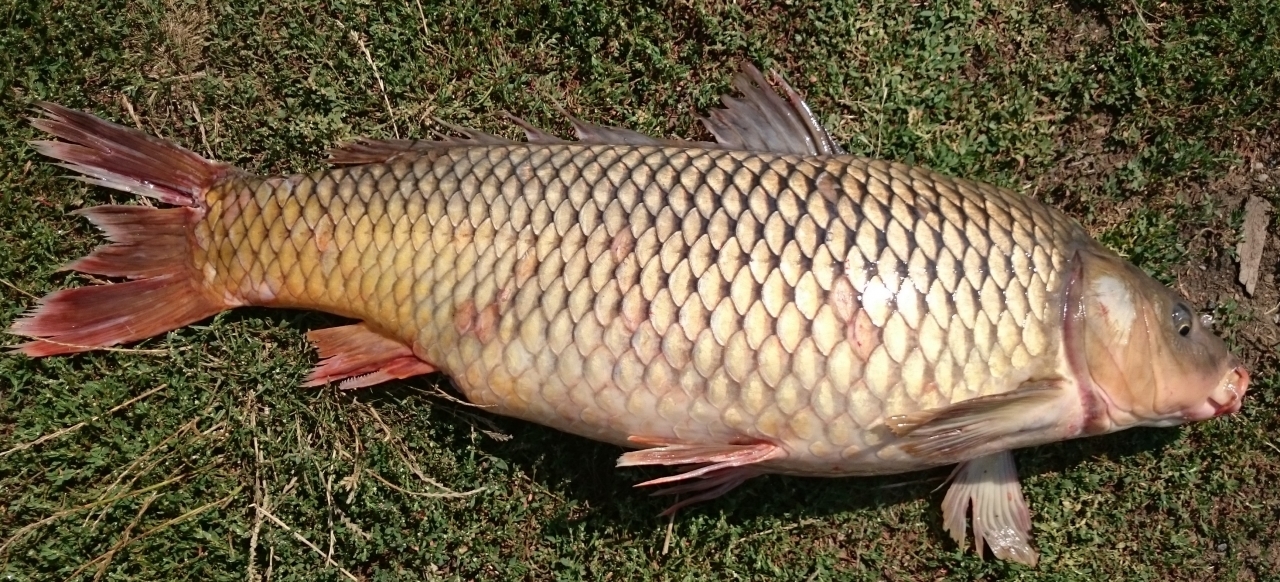 Не трофей, подарок <img src="http://fishing-ua.com/smiles/smile.gif" class="mceSmilie" alt=":)"...