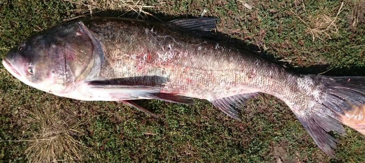 Не трофей, подарок <img src="http://fishing-ua.com/smiles/smile.gif" class="mceSmilie" alt=":)"...
