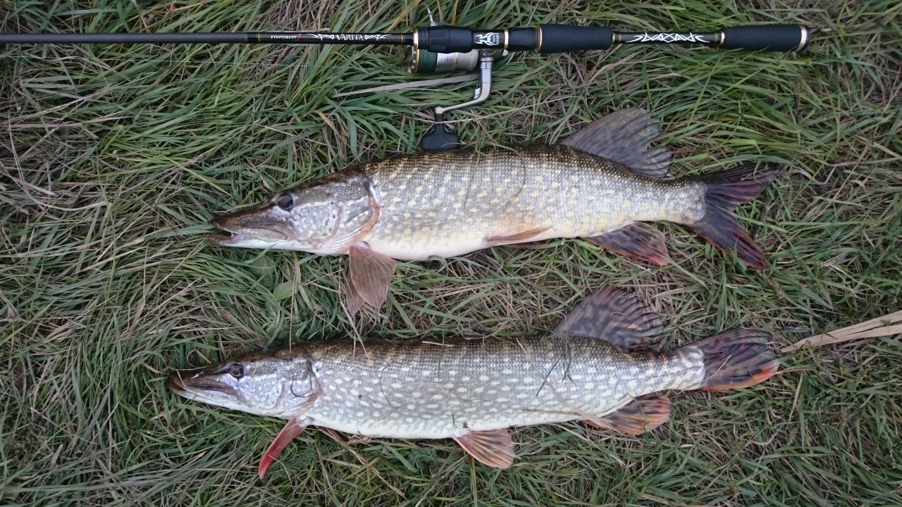 21.10.2016 р. Самара<br />
Две двушки<img src="http://fishing-ua.com/smiles/smile.gif"...