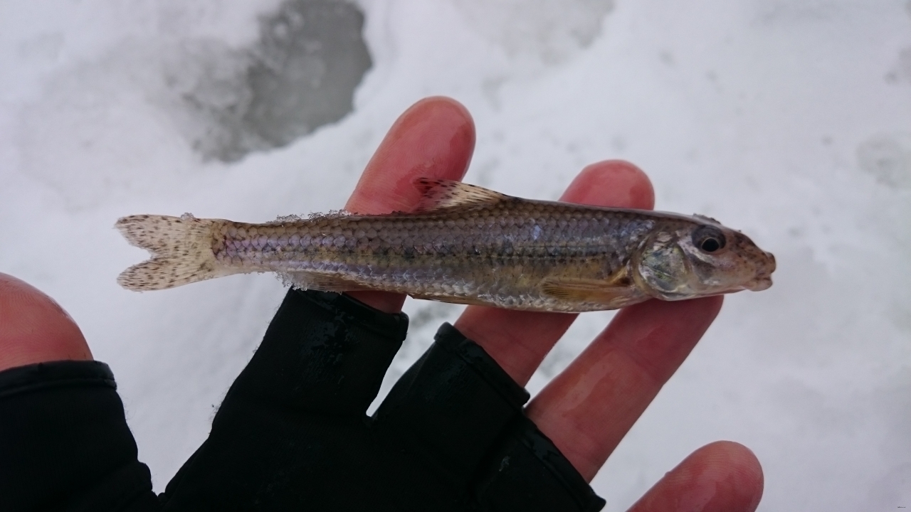 Пескарь 2017<br />
 <img src="http://fishing-ua.com/smiles/smile.gif" class="mceSmilie" alt=":)"...
