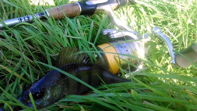 Просто окушок <img src="http://fishing-ua.com/smiles/smile.gif" class="mceSmilie" alt=":)"...