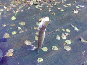 1098