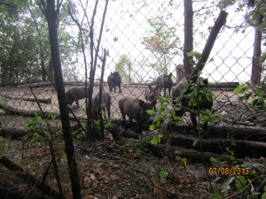 Карачуны
