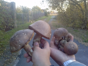 Мои трофеи