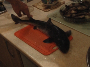 My fish