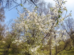Цвете все