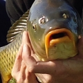 437