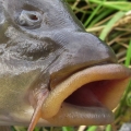 1622
