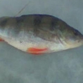 1798