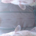 1995