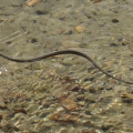 Водяной уж