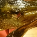 8135
